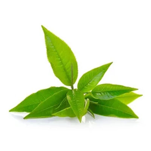 Green Tea Oil