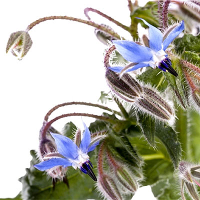 Borage Oil
